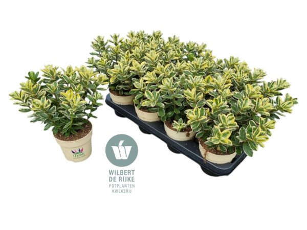 Hebe Queen Katrina – produkt Uviažto