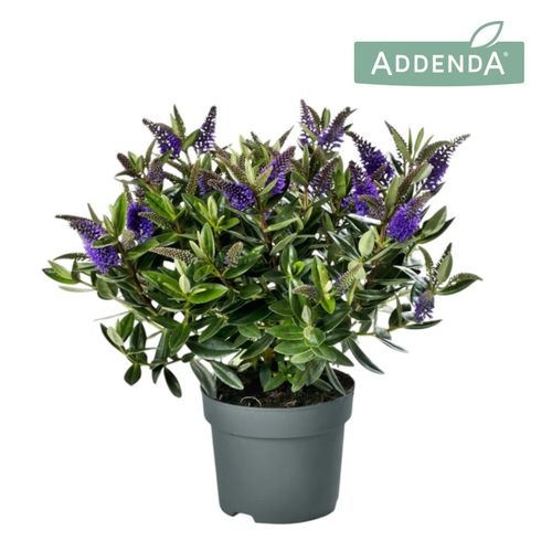 686dfce5-1a43-46e2-a9df-5b91d52abfea Hebe Addenda Donna Britta – produkt Uviažto