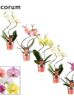 Orchidea Phalaenopsis Hurricane Mix 2 stonky – produkt Uviažto