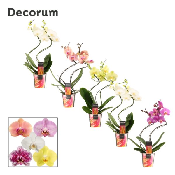 6FVT4ZPICQPF56G3MX0G5768J Orchidea Phalaenopsis Hurricane Mix 2 stonky – produkt Uviažto