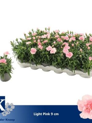 Dianthus Light Pink – produkt Uviažto