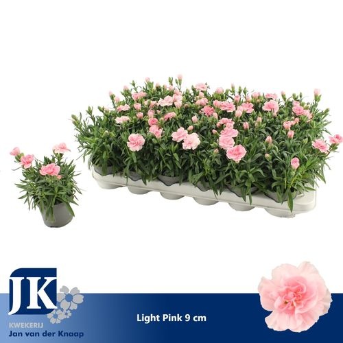 6d3905b6-139b-4b56-ae58-df649be67f48 Dianthus Light Pink – produkt Uviažto