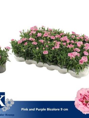Dianthus Pink Purple Bicolor – produkt Uviažto