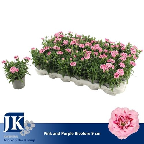 6eba8730-7431-4d5a-af02-e73ba2137afa Dianthus Pink Purple Bicolor – produkt Uviažto