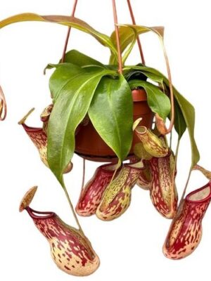 Nepenthes Monkey Jars Gaya – produkt Uviažto