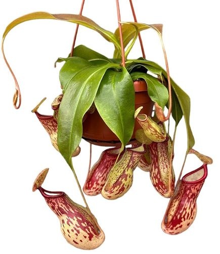 736da934-08ce-4c72-9a2d-4331a8c9c50d Nepenthes Monkey Jars Gaya – produkt Uviažto