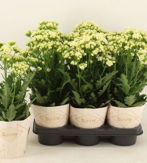 Kalanchoe Sunny White – produkt Uviažto