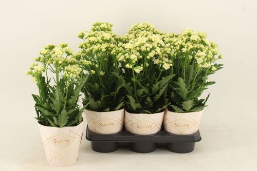 745dc4a8-0778-4169-9342-a3d11c9d9c99 Kalanchoe Sunny White – produkt Uviažto