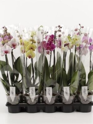Orchidea Phalaenopsis Mix 2 stonky Compact – produkt Uviažto