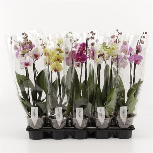 7a776acc-06b8-43f9-bb98-d4d9229d97ab Orchidea Phalaenopsis Mix 2 stonky Compact – produkt Uviažto