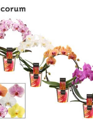 Orchidea Phalaenopsis Bow Mix 2 stonky – produkt Uviažto