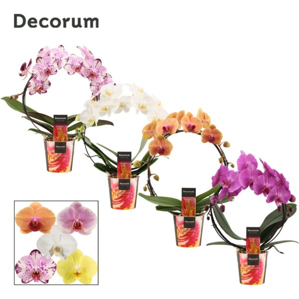 8D43POS09FDEPJWMK05C0W8MS Orchidea Phalaenopsis Bow Mix 2 stonky – produkt Uviažto