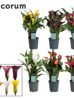 Zantedeschia Mix – produkt Uviažto