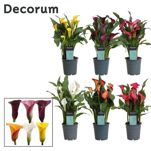 Zantedeschia Mix – produkt Uviažto