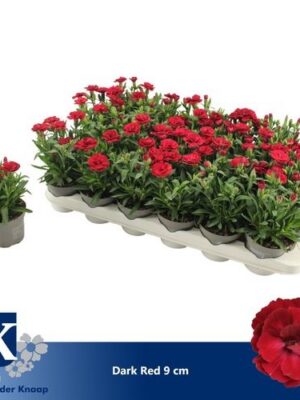 Dianthus Dark Red – produkt Uviažto