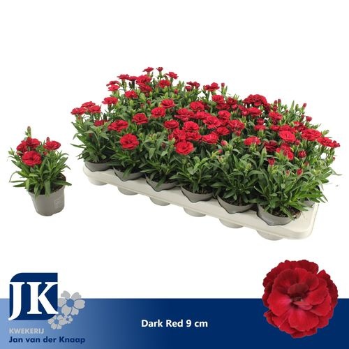 98914aed-182e-4e8f-8c7e-e4c1cf7d0a27 Dianthus Dark Red – produkt Uviažto