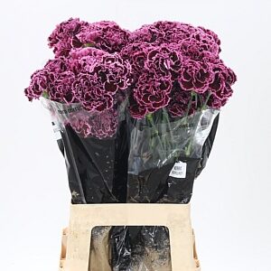 Dianthus Nobbio Burgundy 70 cm – produkt Uviažto