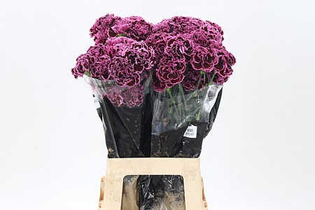 Dianthus Nobbio Burgundy 70 cm Dianthus Nobbio Burgundy 70 cm – produkt Uviažto
