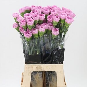 Dianthus Birmania 70 cm – produkt Uviažto