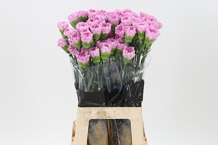 Dianthus Birmania 70 cm Dianthus Birmania 70 cm – produkt Uviažto