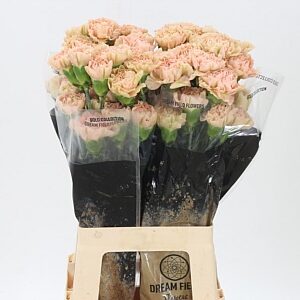 Dianthus Lege Marrone 70 cm – produkt Uviažto