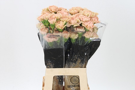 Dianthus Lege Marrone 70 cm Dianthus Lege Marrone 70 cm – produkt Uviažto