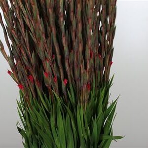 Gladiola Fairytail Cerise 130 cm – produkt Uviažto