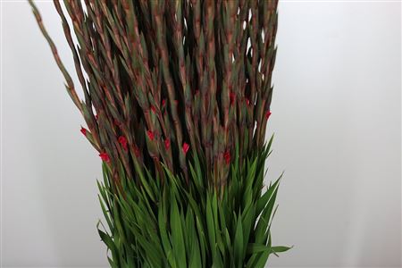 Gladiola Fairytail Cerise 130 cm – produkt Uviažto