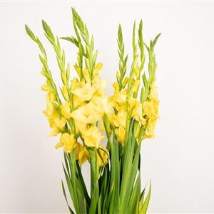 Gladiola Bra Val Yellow 110 cm – produkt Uviažto