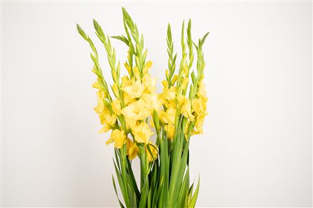 Gladiola Bra Val Yellow 110 cm Gladiola Bra Val Yellow 110 cm – produkt Uviažto