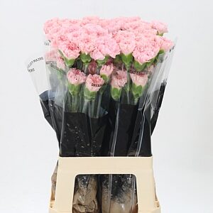 Dianthus Jodie 70 cm – produkt Uviažto