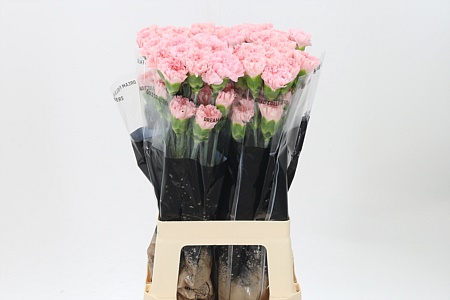 Dianthus Jodie 70 cm Dianthus Jodie 70 cm – produkt Uviažto