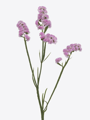 Limonium S Rosella Sun Birds 70 cm – produkt Uviažto