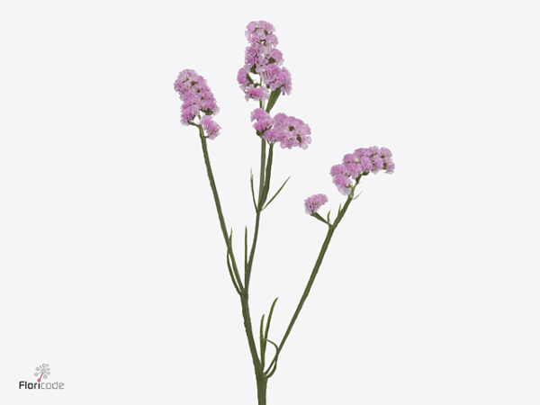 Limonium S Rosella Sun Birds 70 cm – produkt Uviažto