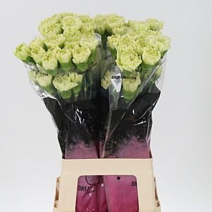 Dianthus Lege Verde 70 cm – produkt Uviažto