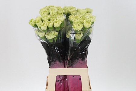 Dianthus Lege Verde 70 cm Dianthus Lege Verde 70 cm – produkt Uviažto