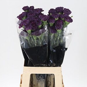 Dianthus Cobalt Thrill 60 cm – produkt Uviažto