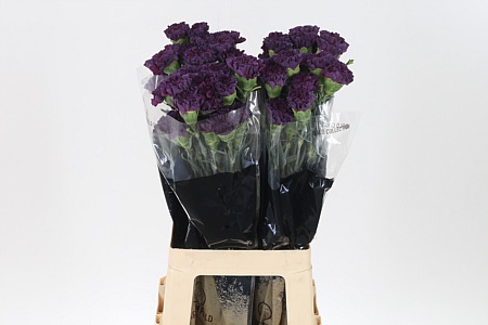 Dianthus Cobalt Thrill 60 cm – produkt Uviažto