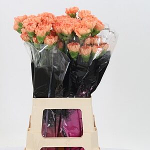 Dianthus Gobi 65 cm – produkt Uviažto