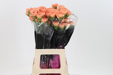 Dianthus Gobi 65 cm Dianthus Gobi 65 cm – produkt Uviažto