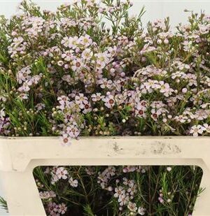 Chamelaucium Katrien 80 cm – produkt Uviažto