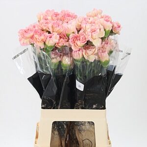 Dianthus Gioa 70 cm – produkt Uviažto