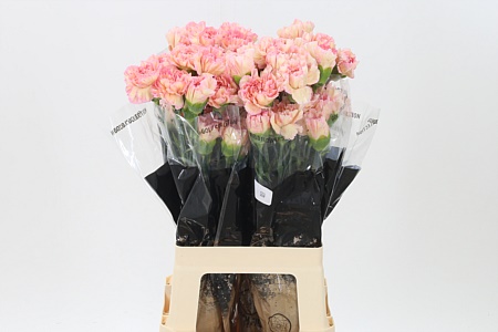 Dianthus Gioa 70 cm Dianthus Gioa 70 cm – produkt Uviažto