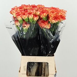 Dianthus Figaro 65 cm – produkt Uviažto