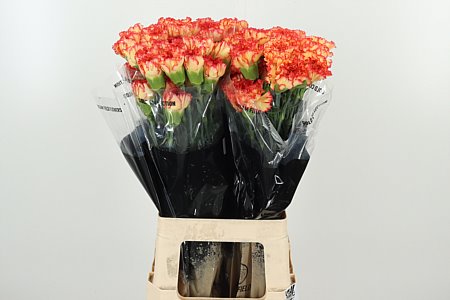 Dianthus Figaro 65 cm Dianthus Figaro 65 cm – produkt Uviažto