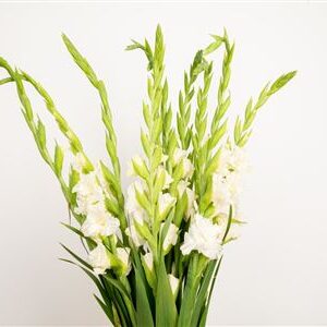 Gladiola Sweet Crystal 110 cm – produkt Uviažto