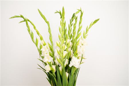 Gladiola Sweet Crystal 110 cm – produkt Uviažto