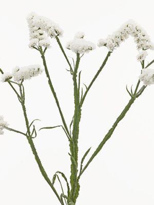 Limonium S Harmony Wings 60 cm – produkt Uviažto