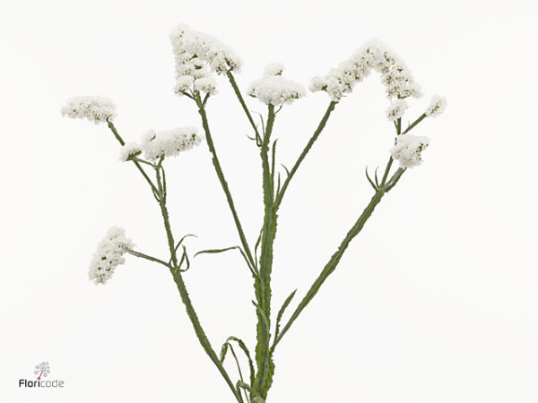 Limonium S Harmony Wings 60 cm – produkt Uviažto