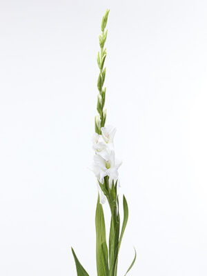 Gladiola Gr Puravida 110 cm – produkt Uviažto